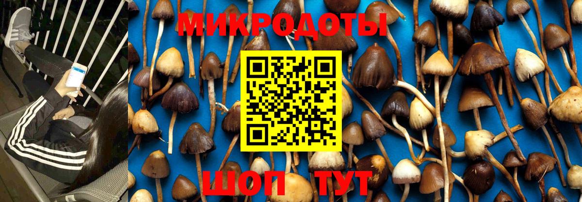 Псилоцибиновые грибы Psilocybe Кулебаки